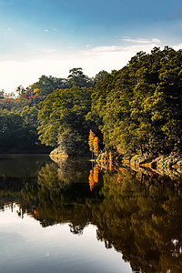 蓝天红花惠州红花湖背景