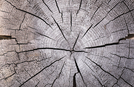 树桩年轮时间树纹年轮背景背景