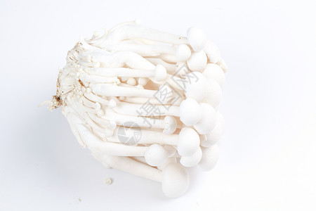 鲜艳白色菌菇图片