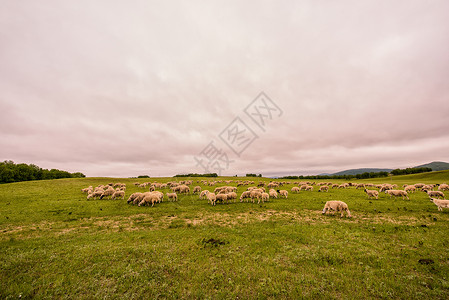 草原羊群背景图片