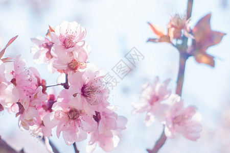 桃花枝图片夭夭之桃背景