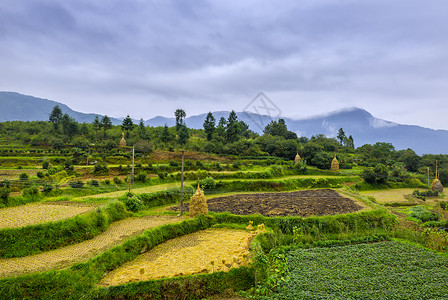 江西旅行景点江西婺源江岭梯田背景