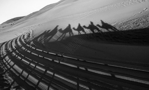 撒哈拉沙漠骆驼群倒影背景图片
