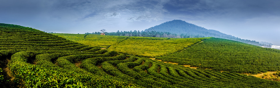 茶树籽绿色的茶园背景