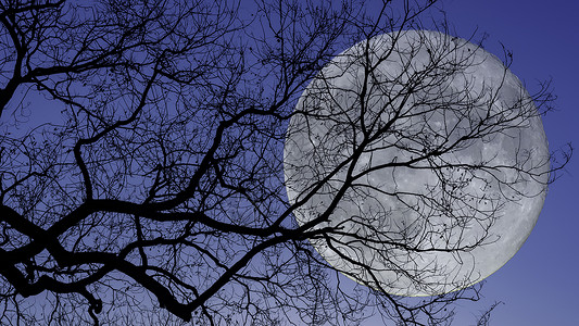 月夜下的美人鱼满月下的树枝剪影背景