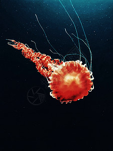海洋动物水母图片
