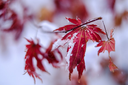 冬天雪中一抹的枫叶背景图片