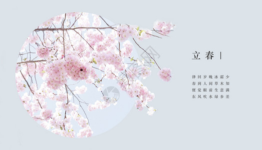 桃花绽放季节立春设计图片