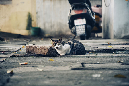 流浪猫街拍背景图片