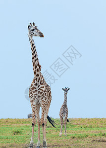 长颈鹿壁纸肯尼亚马赛马拉大草原上的动物背景