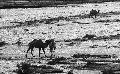 黑白骆驼一对骆驼饮水背景
