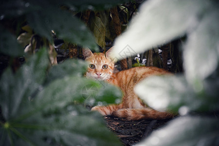 猫在草丛流浪猫街拍背景
