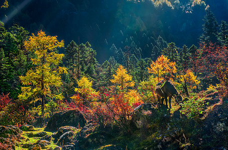 藏族村逆光下的彩色树林与马匹背景