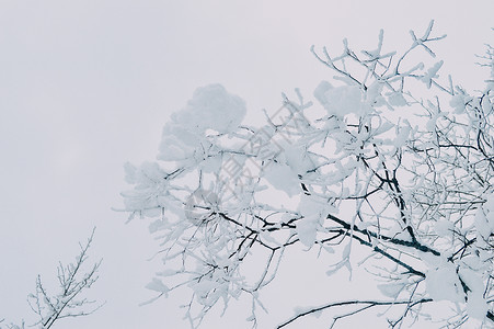 白雪枯枝树枝上的积雪背景