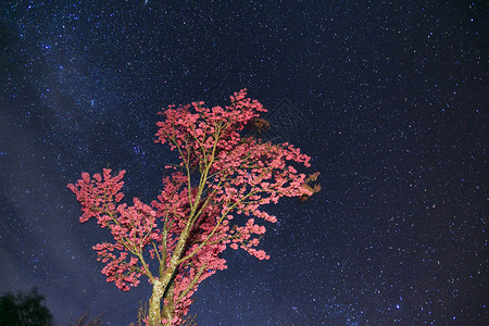樱花夜晚大理星空下的樱花树背景