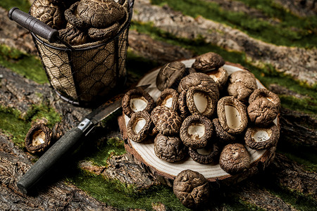 野山茶花素材森系采摘野生蘑菇野山菌素材背景