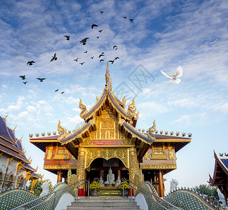 天空鸽子泰国神庙背景