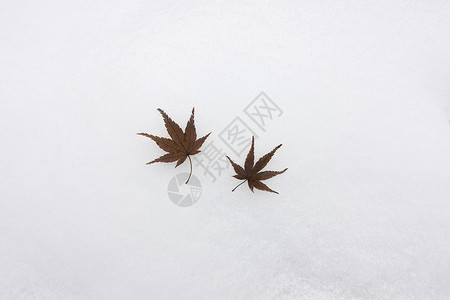 雪地上的落叶图片