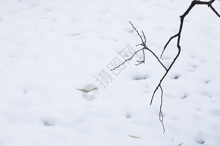 雪压枯枝大雪后的枯枝背景