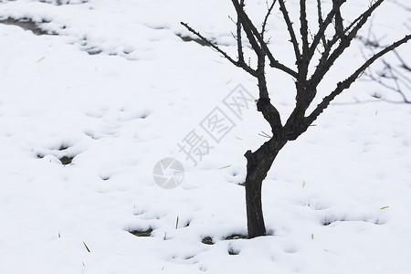 大雪后的枯树图片