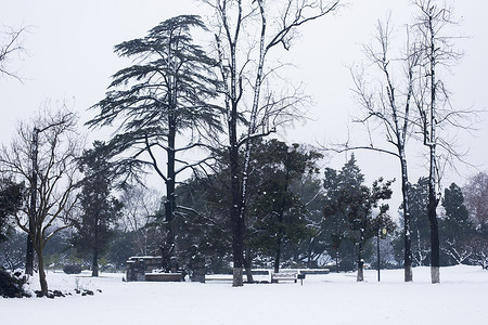 大雪后的公园图片