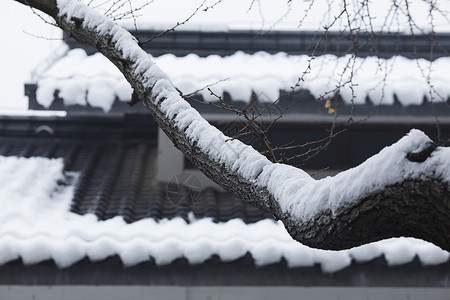 冬天里下雪后树干图片