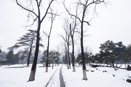 雪后小路图片