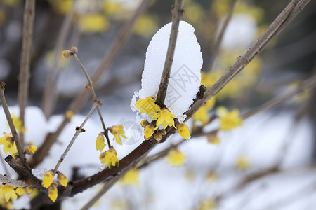黄色简约雪花雪后的梅花背景