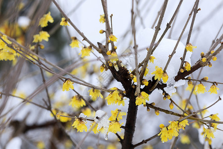 雪后的梅花背景图片