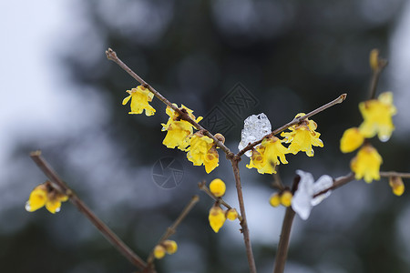 雪后的梅花图片