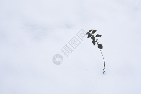 大雪后的风景图片