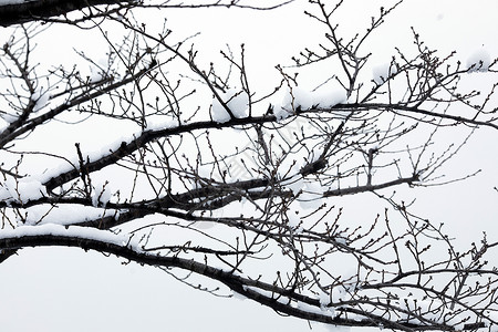 大雪后的树枝图片