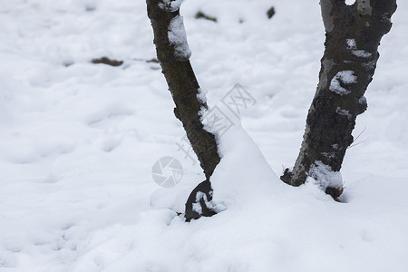 大雪后的树根图片