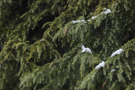 大雪后的松枝图片