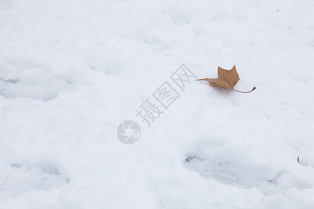 雪地上的风景图片