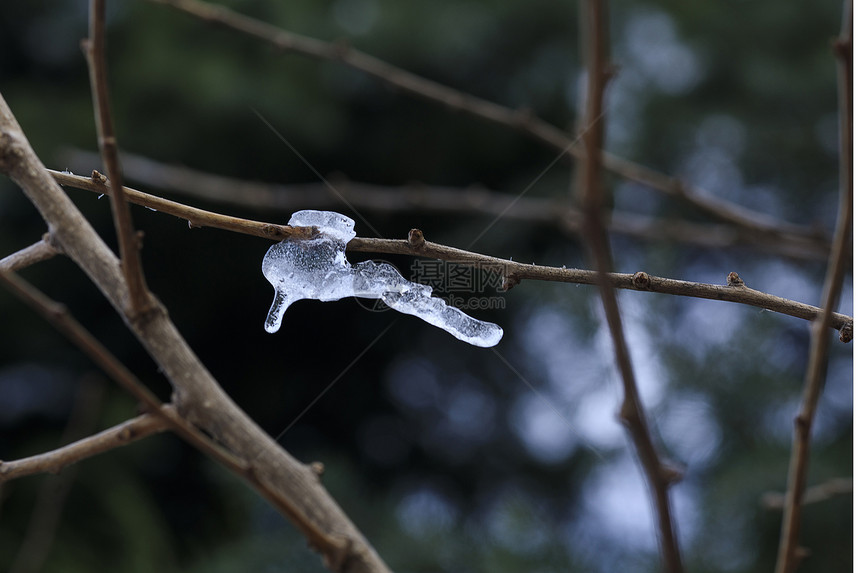 大雪后的冰渣图片