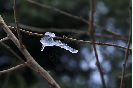 大雪后的冰渣图片