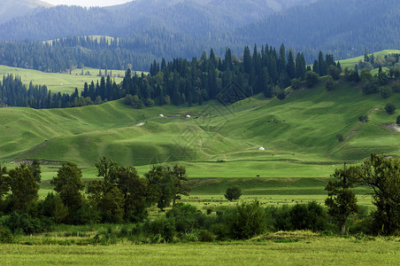 黄绿色草甸新疆那拉提草原美景背景