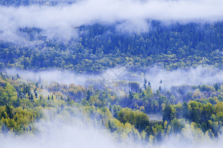 云雾缭绕的松林新疆禾木云海秋色背景
