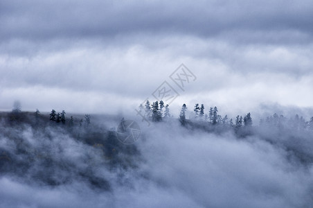 森林仙境新疆禾木山间云雾森林水墨画背景