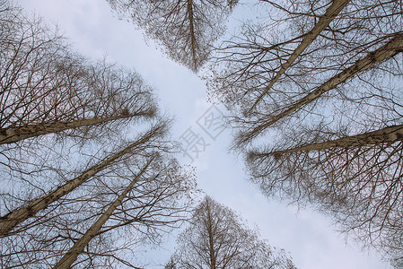 冬季仰望树林和天空背景图片