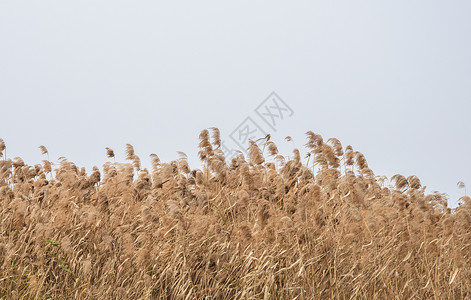 冬季芦苇背景图片