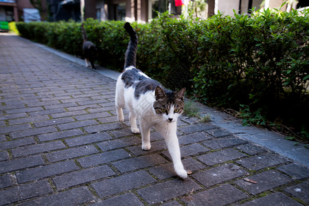 猫步喵星人背景