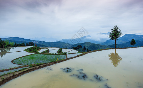 春茗晚会春季江南云海梯田背景