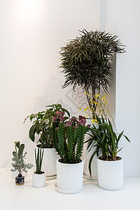 室内装饰植物背景图片