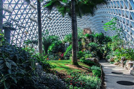 热带植物矢量图上海辰山植物园热带植物温室背景