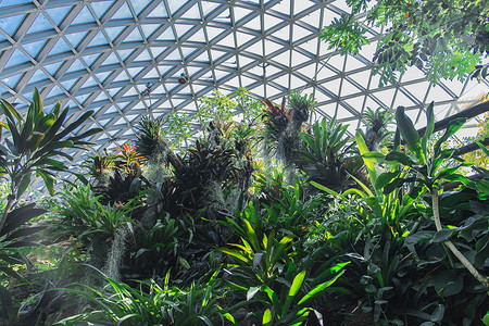 热带植物矢量图上海辰山植物园热带植物温室背景