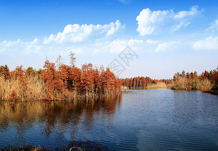 丰田红杉冬日水上森林背景