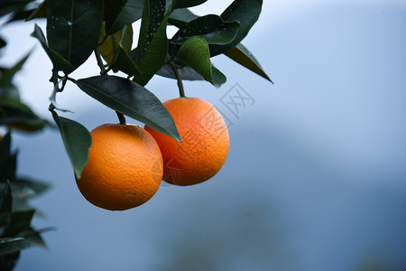 脐橙实拍挂在枝头的赣南脐橙高清图片