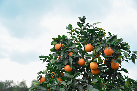 脐橙实拍水果实拍高清图片